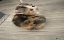 Persian cats for sale: Persian Kittens  - Image 27