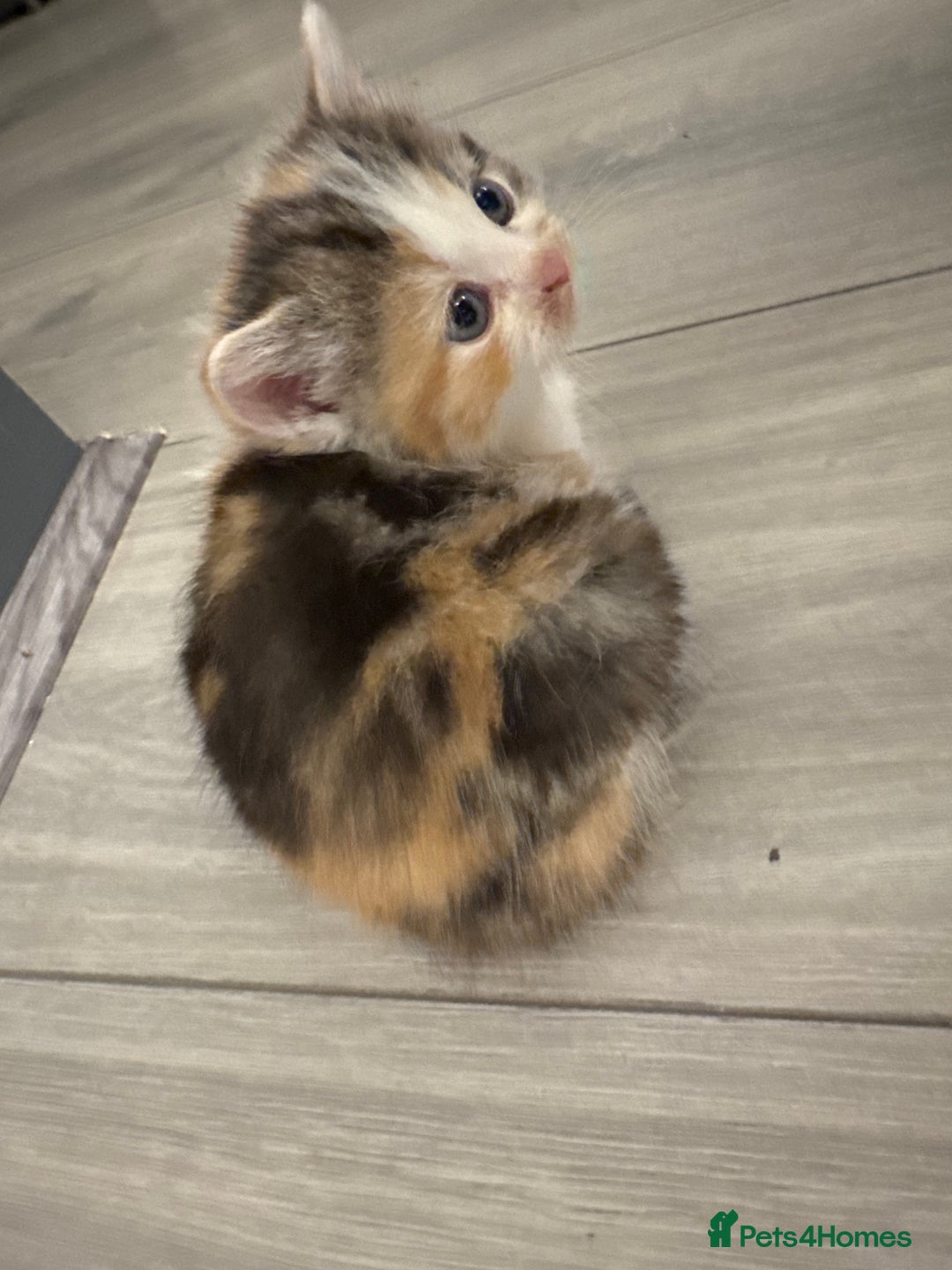 Persian cats for sale: Persian Kittens  - Image 27