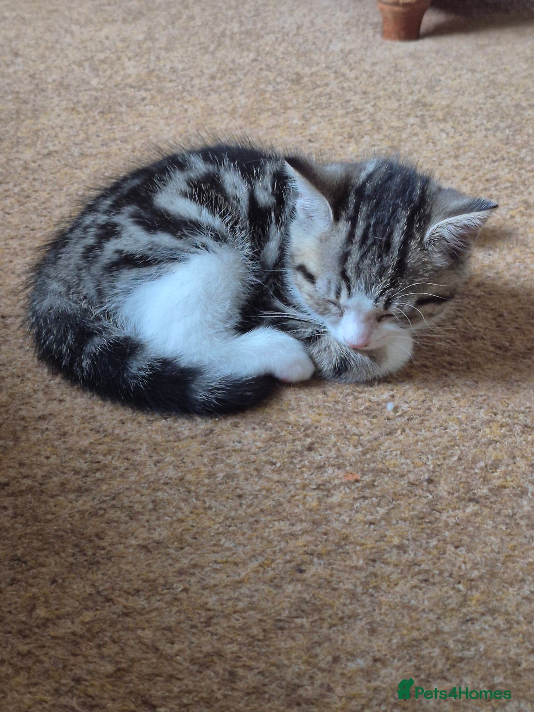 Mixed Breed cats for sale: Tabby male kitten - Advert 5