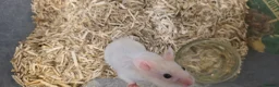 Hamster rodents for sale: Baby Syrian Hamsters ready now  - Advert 7