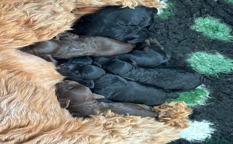 Cockapoo dogs - Advert 7