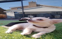 Chihuahua dogs for sale: 🐾Adorable Chihuahua Puppies Need 4ever Homes🐾 - Image 17