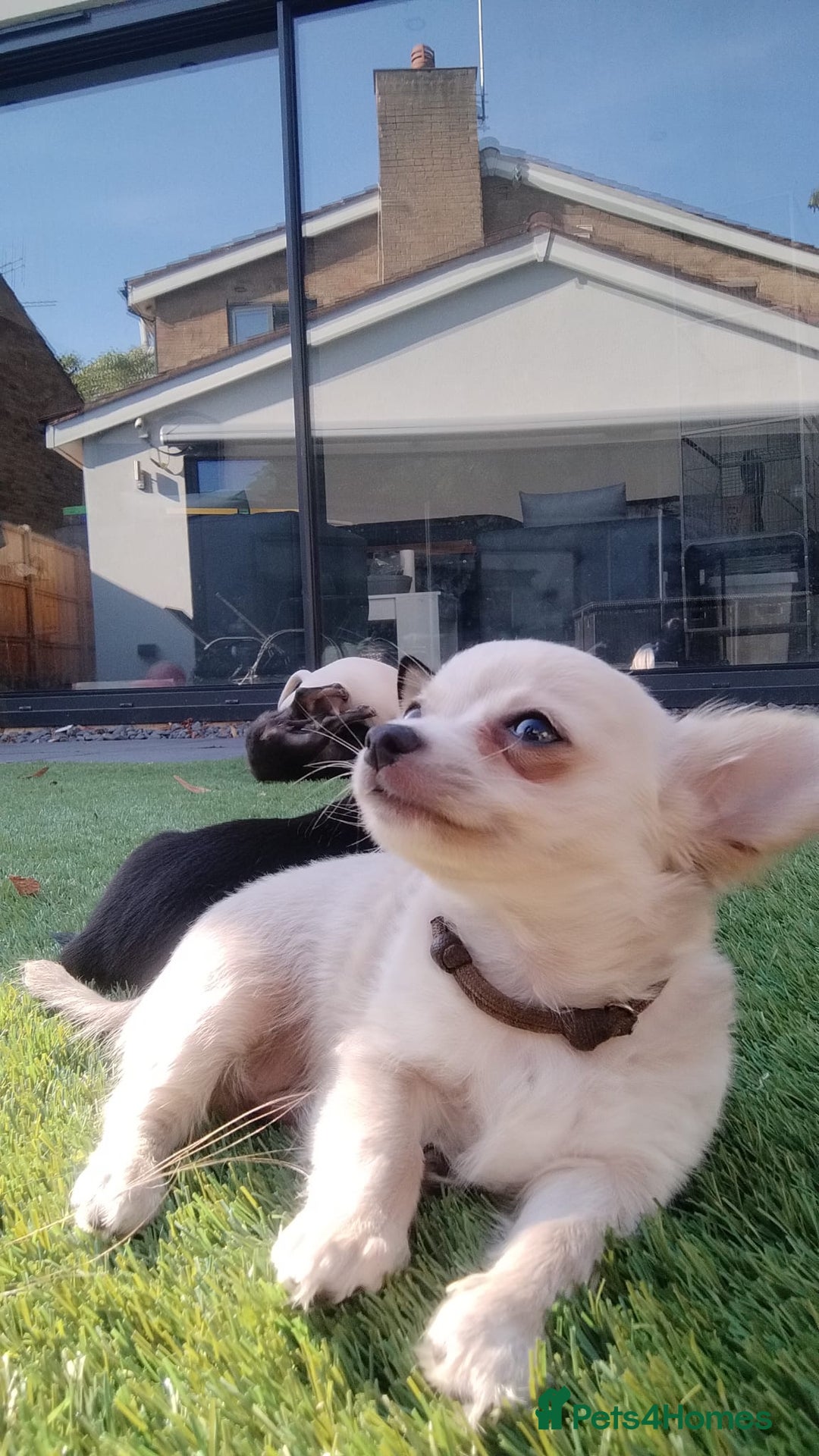 Chihuahua dogs for sale: 🐾Adorable Chihuahua Puppies Need 4ever Homes🐾 - Image 17