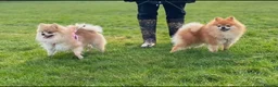 Pomeranian dogs for sale: Male Pomeranian puppy - Advert 11