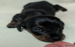 Miniature Dachshund dogs for sale: Quality KC / PRA Clear Minature Dachshund Puppies  - Image 19