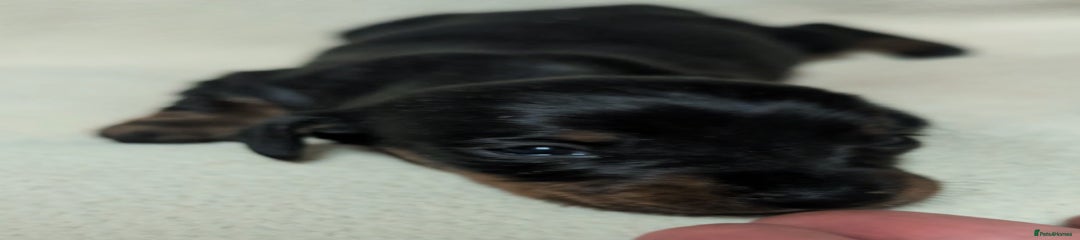 Miniature Dachshund Puppy 6