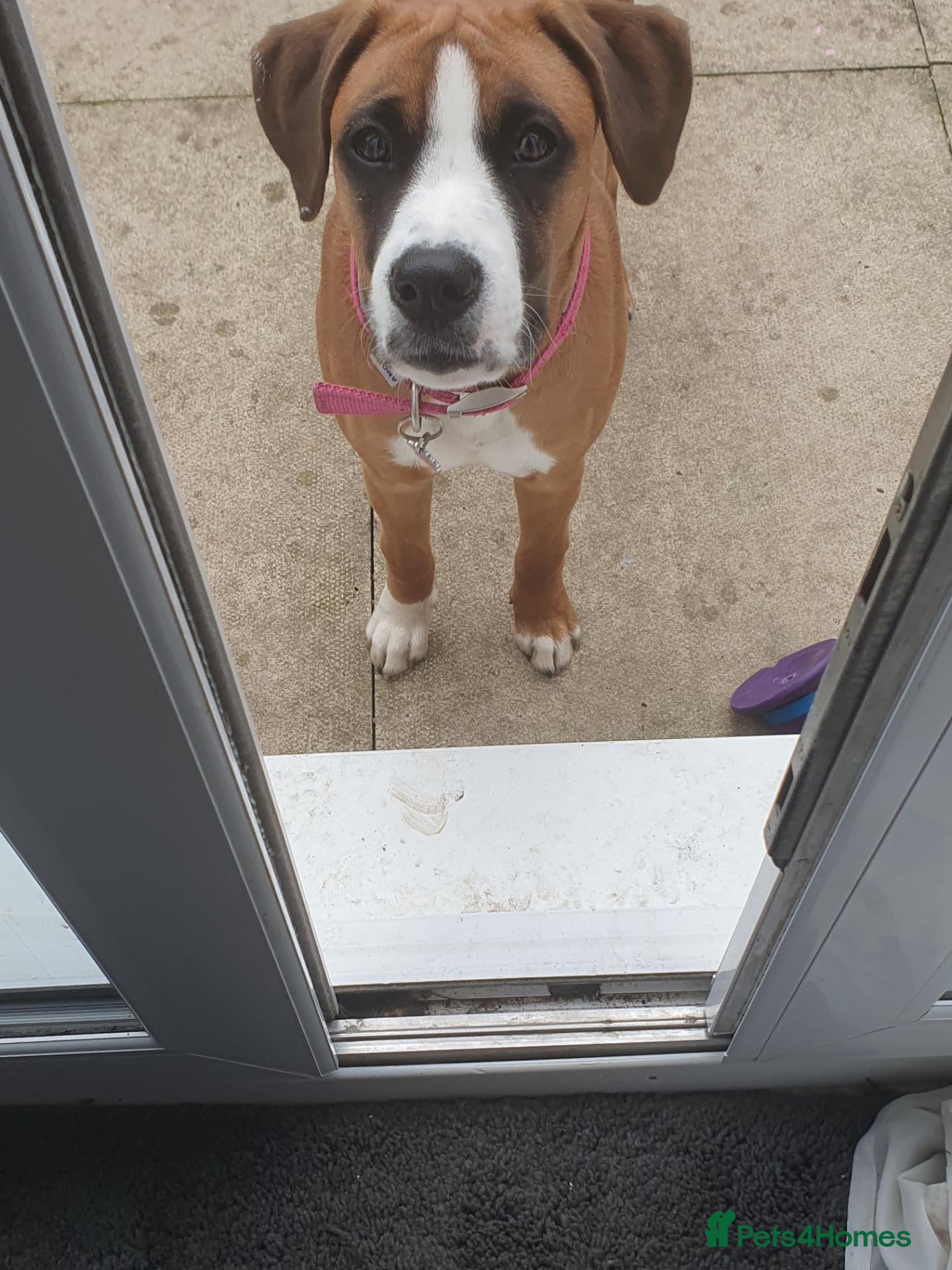 Mixed Breed dogs for sale: Boxer X - Advert 12