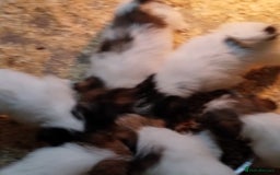 Jack Russell dogs for sale: Pedigree jack russels - Image 5