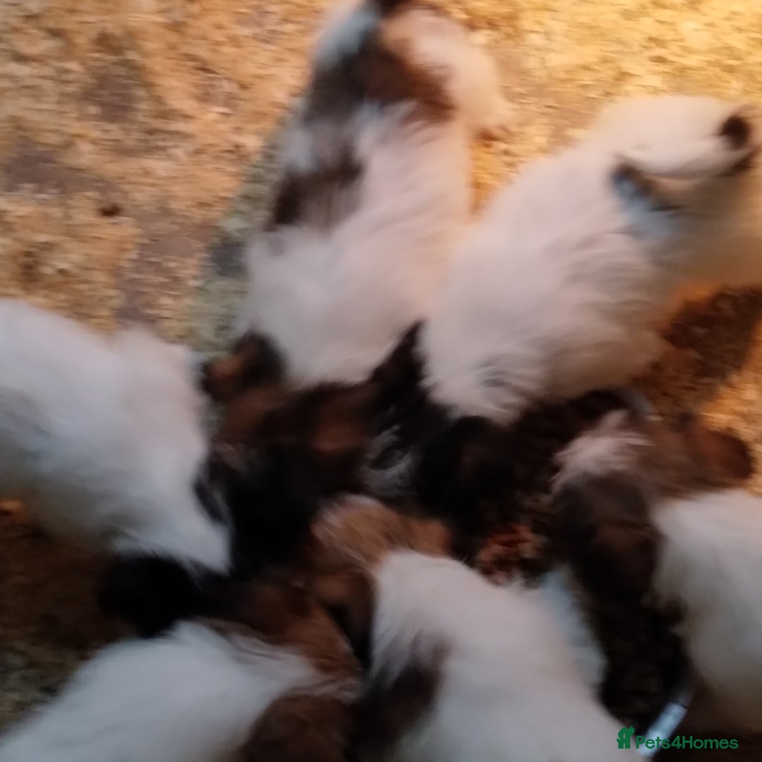 Jack Russell dogs for sale: Pedigree jack russels - Image 5