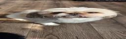 Shih Tzu dogs for sale: Shitzu boy in Coventry - Advert 2