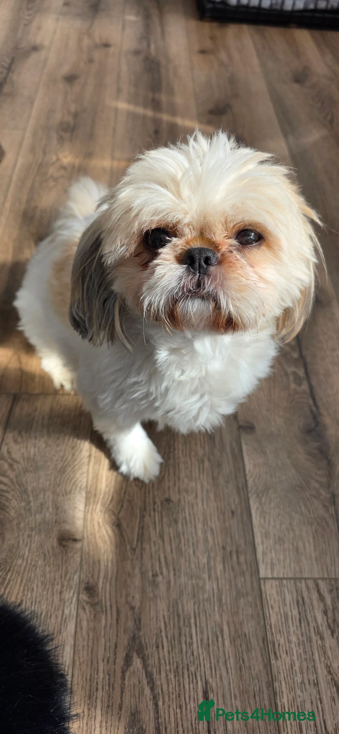 Shih Tzu dogs for sale: Shitzu boy in Coventry - Advert 2