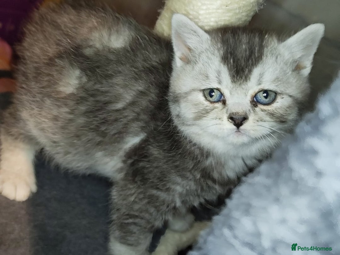 British Shorthair cats for sale: 8 BRITISH SHORTHAIR KITTENS GCCF REGISTERED  - Advert 8