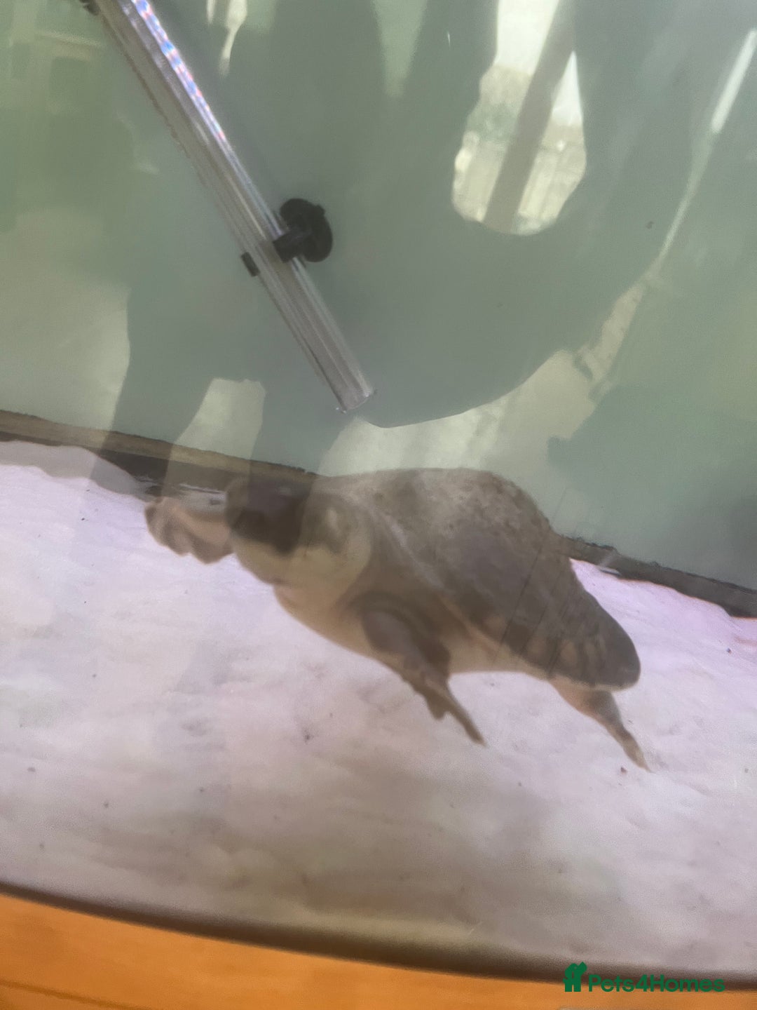 Turtle reptiles for sale: Fly river turtle need gone moving out - Image 5