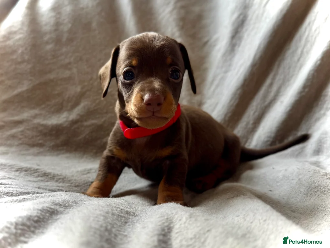 Miniature Dachshund dogs for sale: New Year’s Day Miniature Dachshunds!  - Advert 2
