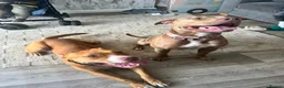 Mixed Breed dogs for sale: Bambi - Advert 2