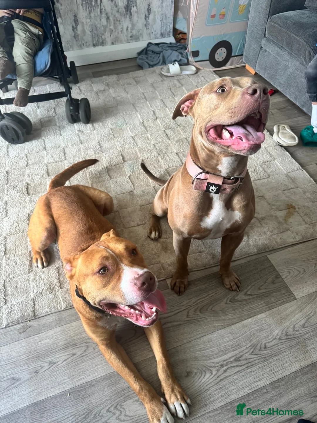 Mixed Breed dogs for sale: Bambi - Advert 2