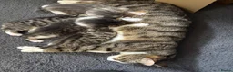 Mixed Breed cats for sale: Beautifully marked kittens for sale in Manningtree - Advert 1