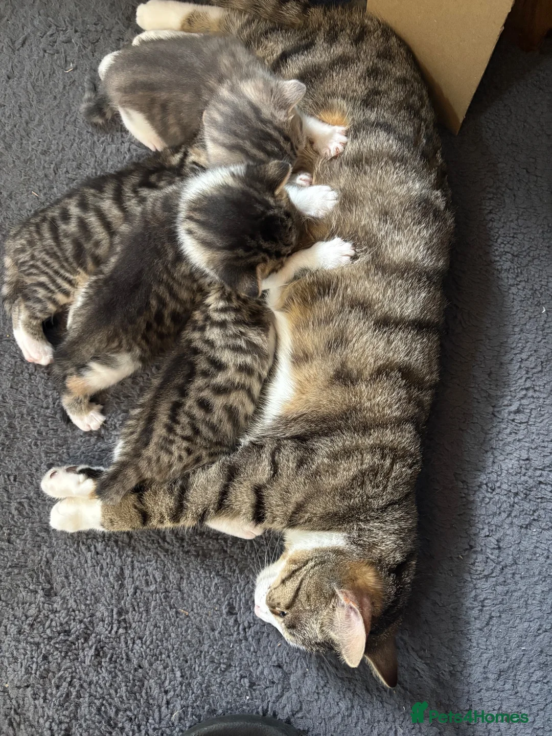 Mixed Breed cats for sale: Beautifully marked kittens for sale in Manningtree - Advert 1