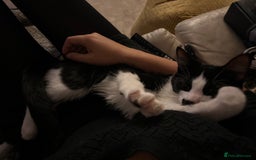 Mixed Breed cats for sale: Loving cat needing new home - Image 5