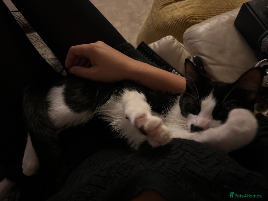 Mixed Breed cats for sale: Loving cat needing new home - Image 5