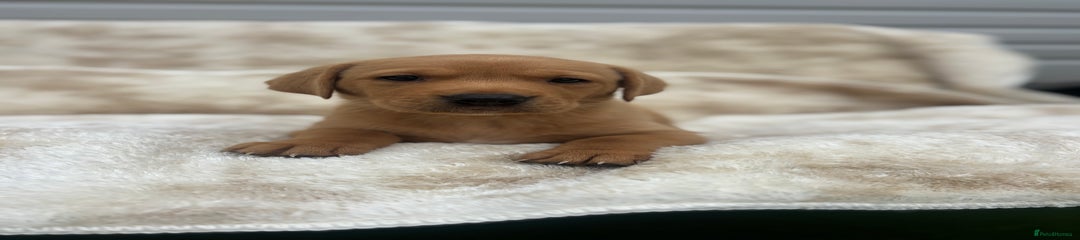 Labrador Retriever Puppy 1