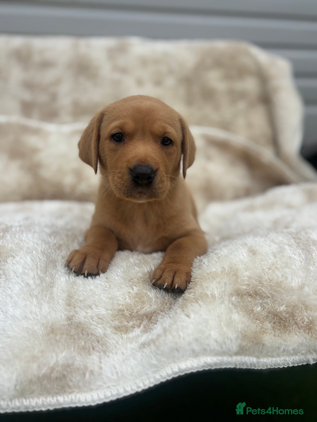 Labrador Retriever dogs for sale: 8 Kennel club reg  health tested chunky Labradors  - Image 9