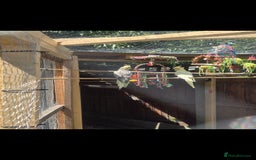 Cockatiels birds for sale: 4 cockatiels - Advert 2