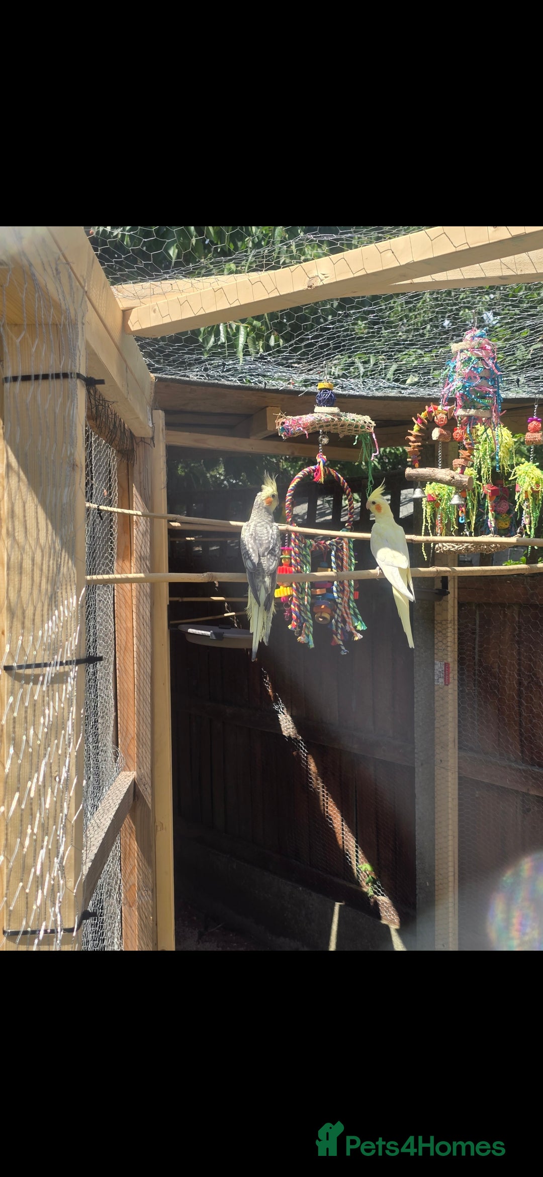 Cockatiels birds for sale: 4 cockatiels - Advert 2