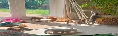3 and 4. These two girls are now with their new family 
