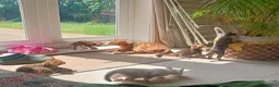 Bengal cats for sale: Cuddly and beautiful pedigree bengal kittens - Advert 14