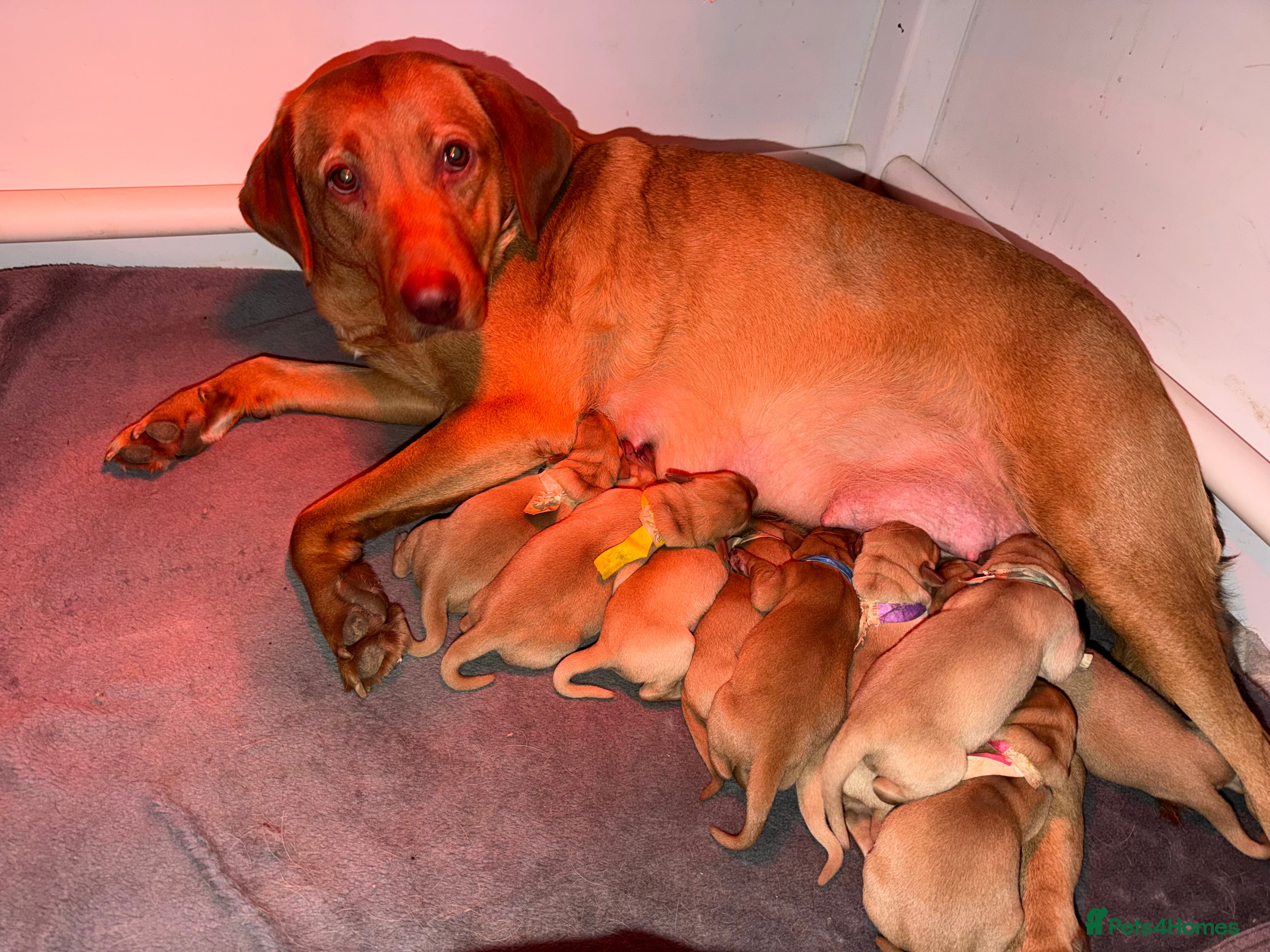 Labrador Retriever dogs KC Reg Labrador Puppies (mix of Red/blonde) - Advert 1