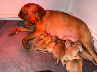 Labrador Retriever dogs KC Reg Labrador Puppies (mix of Red/blonde) - Advert 16