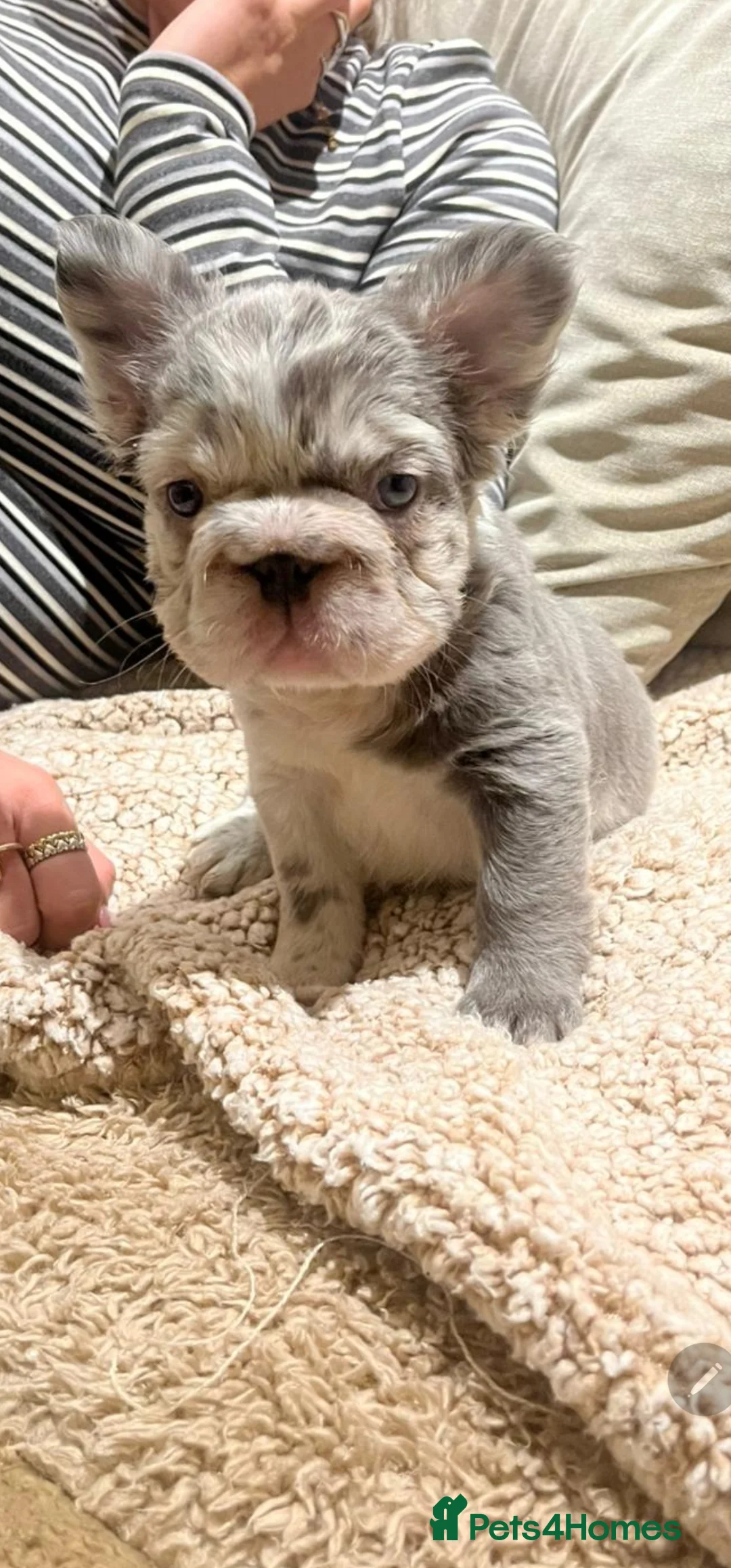 French Bulldog dogs for sale: 5 beautiful fluffy French bulldogs  - Advert 7