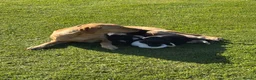 Labrador Retriever dogs for sale: Labrador puppies for sale KC registered  in Nairn - Advert 1