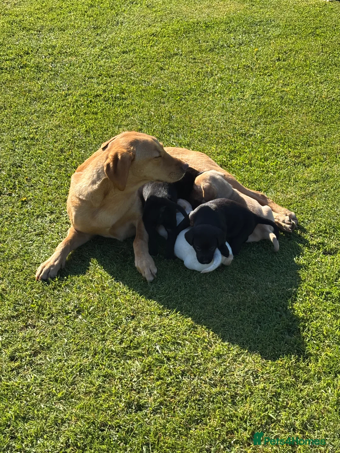 Labrador Retriever dogs for sale: Labrador puppies for sale KC registered  in Nairn - Advert 1