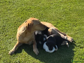 Labrador Retriever dogs Labrador puppies for sale KC registered - Advert 12