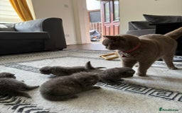 British Shorthair cats for sale: Five cute and naughty kittens for sale - Image 10