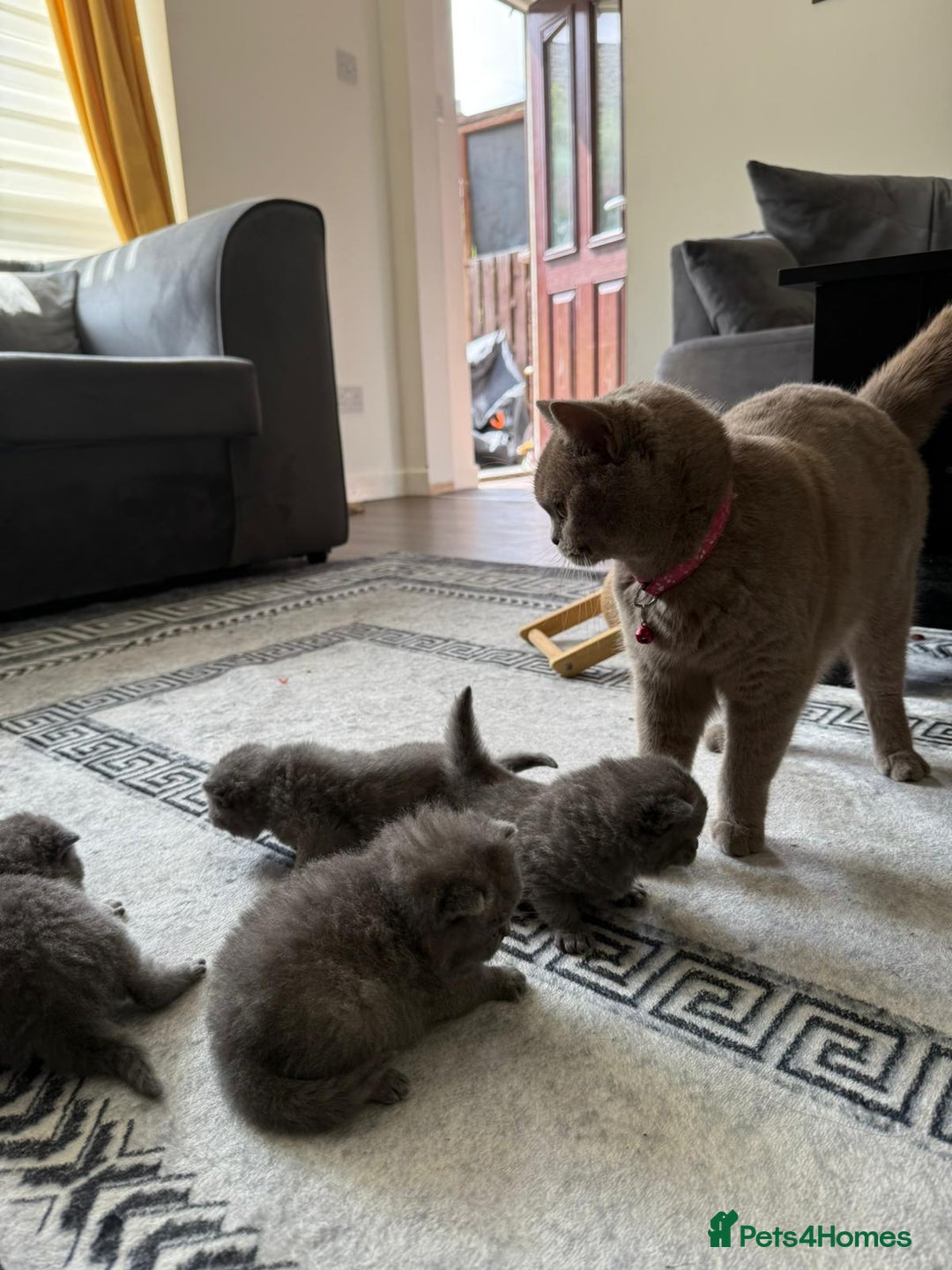 British Shorthair cats for sale: Five cute and naughty kittens for sale - Image 10