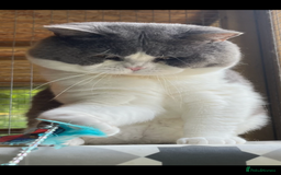 British Shorthair cats for sale: British short hair blue bi-colour boy - Advert 1