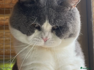 British Shorthair cats British short hair blue bi-colour boy - Advert 18