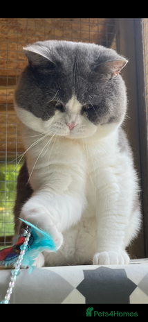 British Shorthair cats British short hair blue bi-colour boy - Advert 12