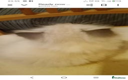 British Longhair cats for sale: Ragdoll kittens  - Image 6