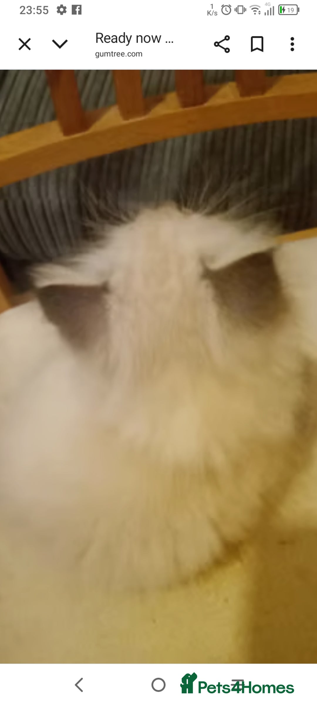 British Longhair cats for sale: Ragdoll kittens  - Image 6