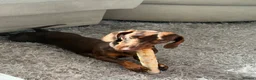 Dachshund dogs for stud: STUD ONLY (not for sale or rehome) - Advert 4