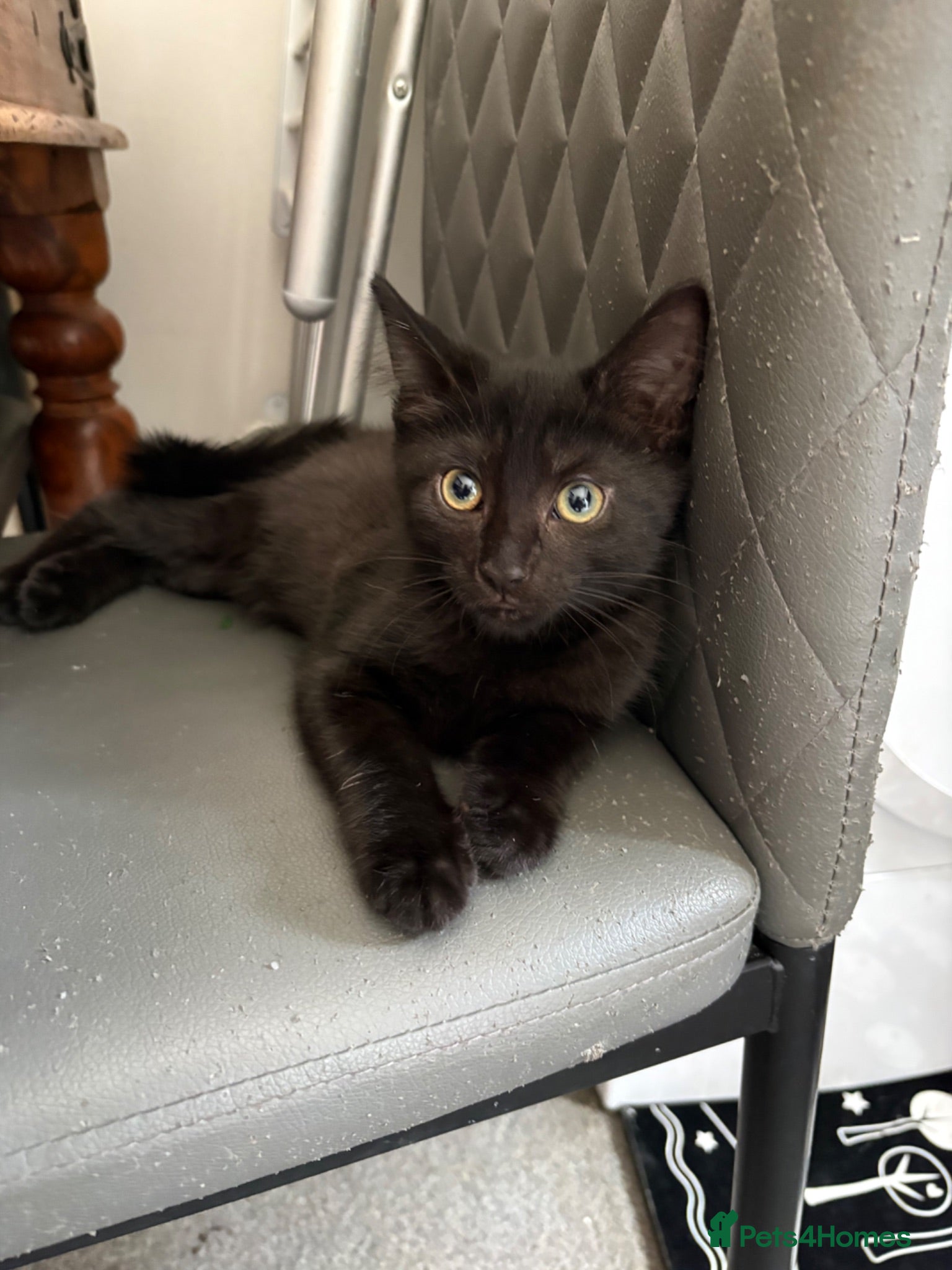 Mixed Breed cats jet black kitten ready now - Advert 17