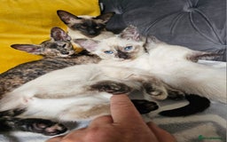 Siamese cats for sale: Siamese X Sphynx kittens - Image 13