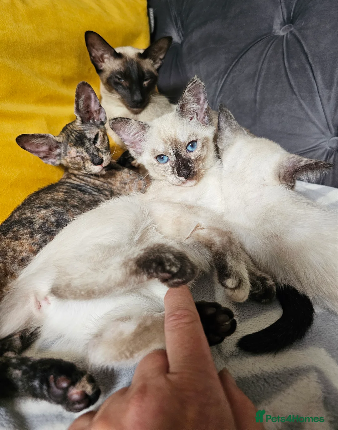 Siamese cats for sale: Siamese X Sphynx kittens - Advert 5