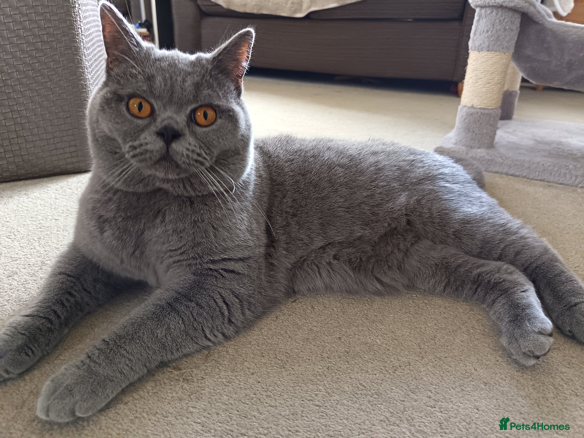 British Shorthair cats Blue British Shorthair stud, GCCF active - Advert 1