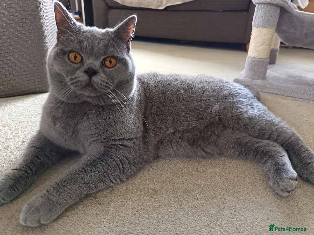 British Shorthair cats for stud: Blue British Shorthair stud, GCCF active - Advert 1