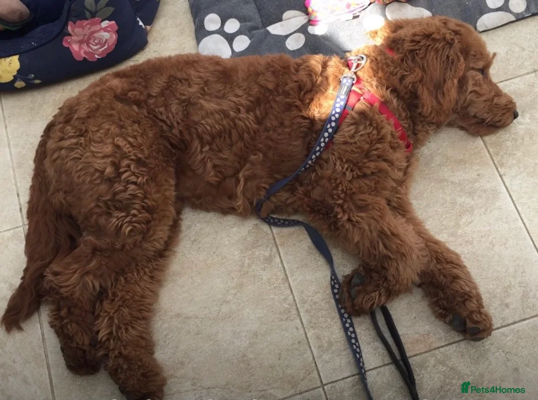Mini Goldendoodle dogs for stud: Jeremiah Red Bear  - Advert 3